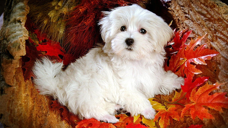 Fluffy Maltese White Puppy Dog Dog, HD wallpaper