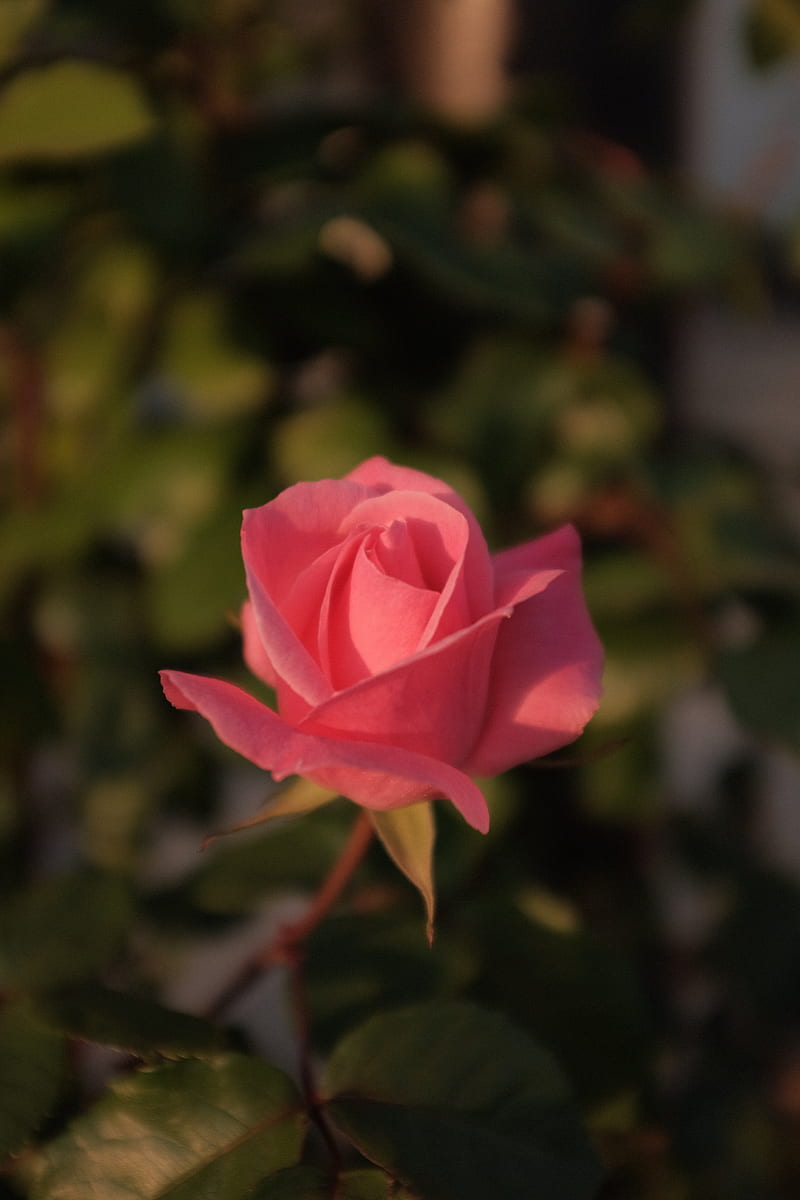 Pink rose in bloom during daytime, HD phone wallpaper | Peakpx
