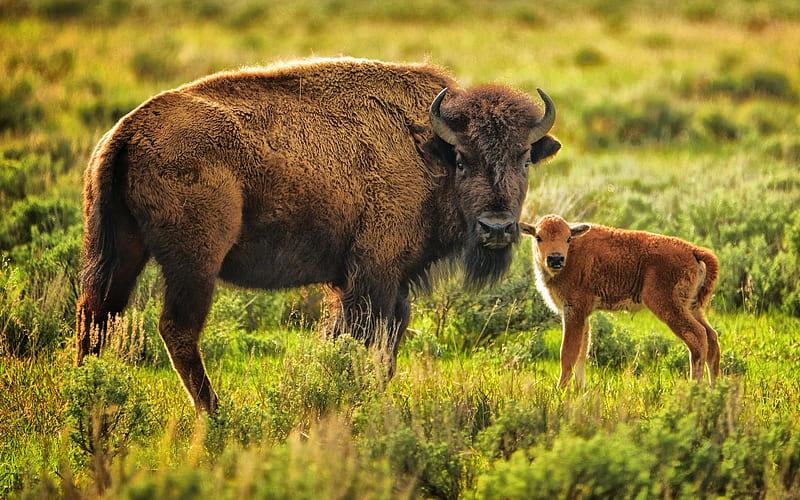 American Bison, mother and cub, wildlife, R, lawn, Bison bison, HD wallpaper