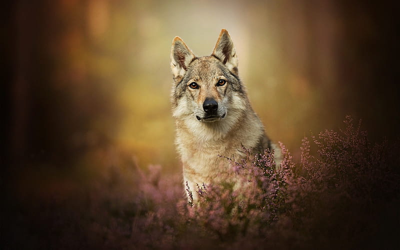 Czechoslovakian Wolfdog, bokeh, pets, forest, dogs, cute animals, Canis lupus familiaris, HD wallpaper