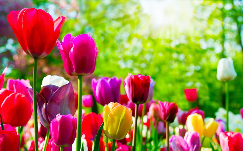 colorful tulips bokeh, spring, park, colorful flowers, tulips, spring flowers, HD wallpaper