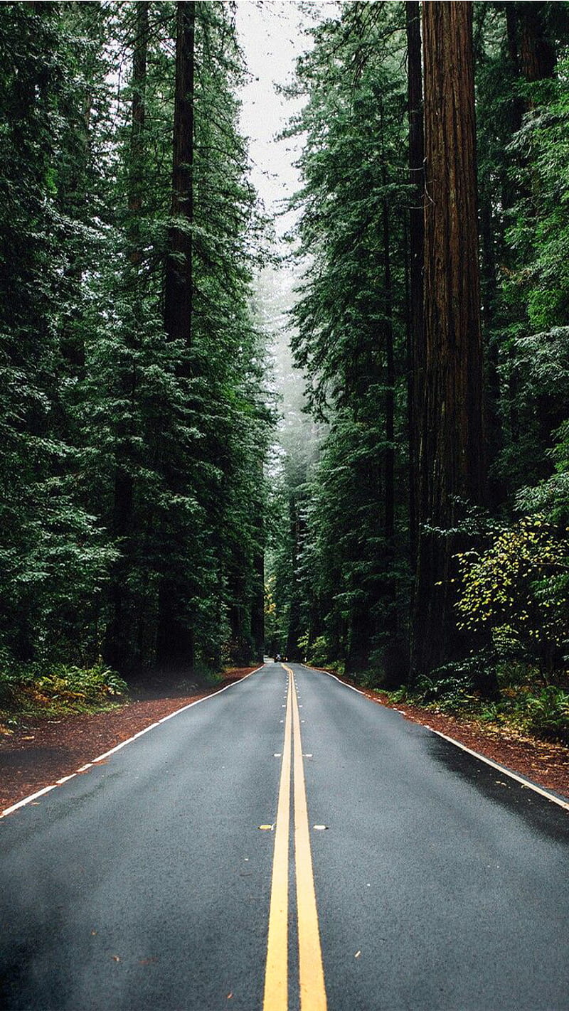 woods, road, roads, fog, tree, rain, forest, HD phone wallpaper