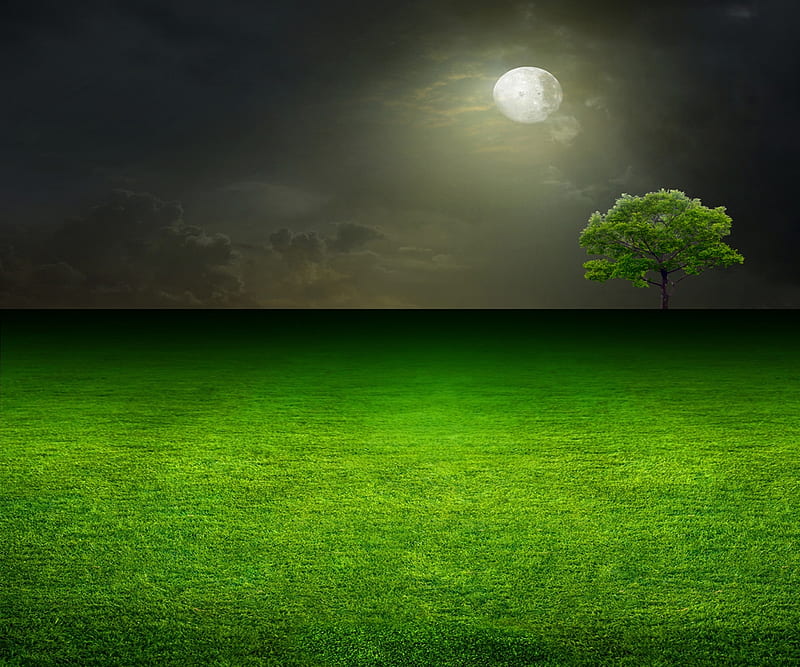moon shine, clouds, field, grass, nature, night, sky, tree, HD wallpaper