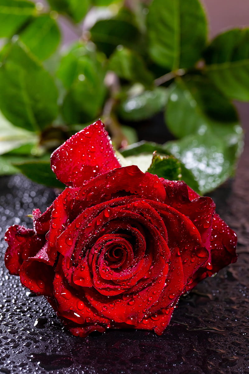 red rose, water drops, macro, petals, Flowers, HD phone wallpaper