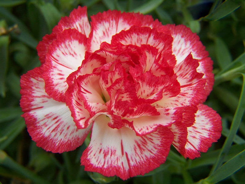 Carnation, flower, red, spring, HD wallpaper