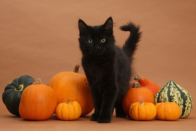 Halloween Cat black cat boo scary spooky HD phone wallpaper  Peakpx