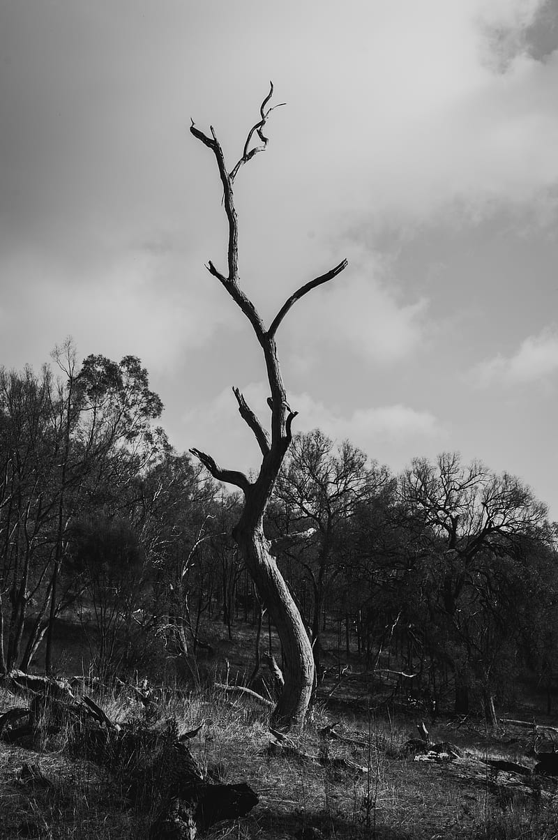 tree, dry, bw, nature, HD phone wallpaper