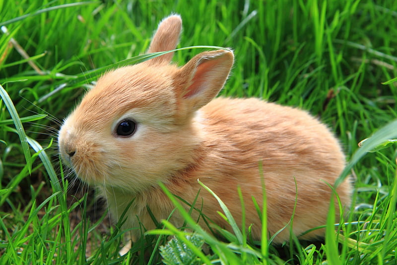 Bunny, animal, cute, rabbit, green, grass, rodent, HD wallpaper