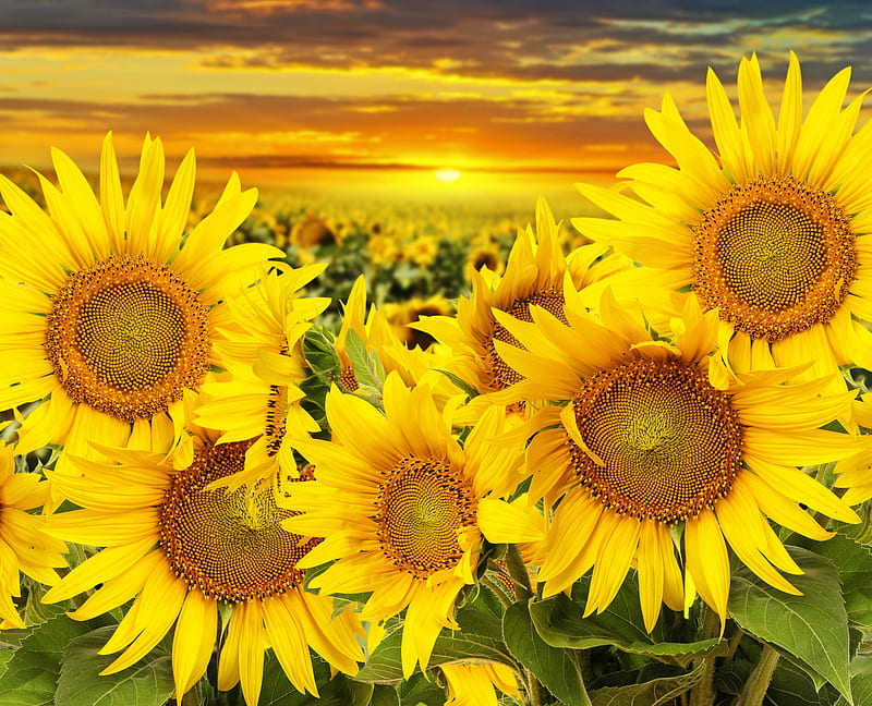 HD sunflowers field sunrise wallpapers | Peakpx