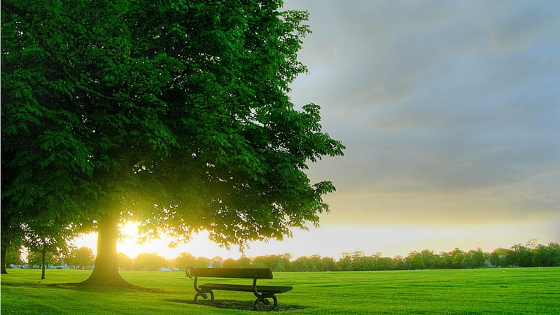 Field Sunset, sun, bench, bonito, sunset, park, plain, tree, green, rays, garden, nature, field, HD wallpaper