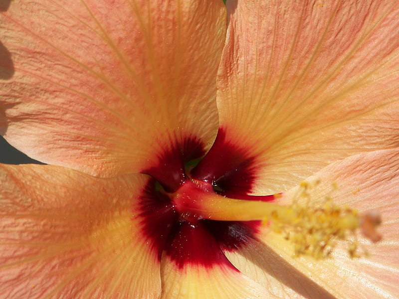 Orange Hibiscus Flower, flower, red, orange, hibiscus, HD wallpaper