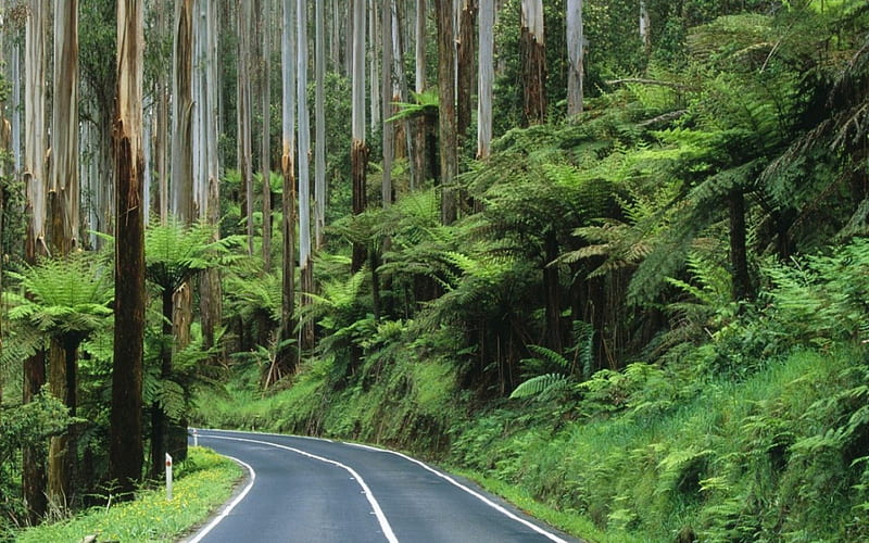 Road Through the Rainforest, Australia, curves, forest, grass, trees, trunks, palms, leaves, daylight, green, rainforest, day, nature, road, light, HD wallpaper