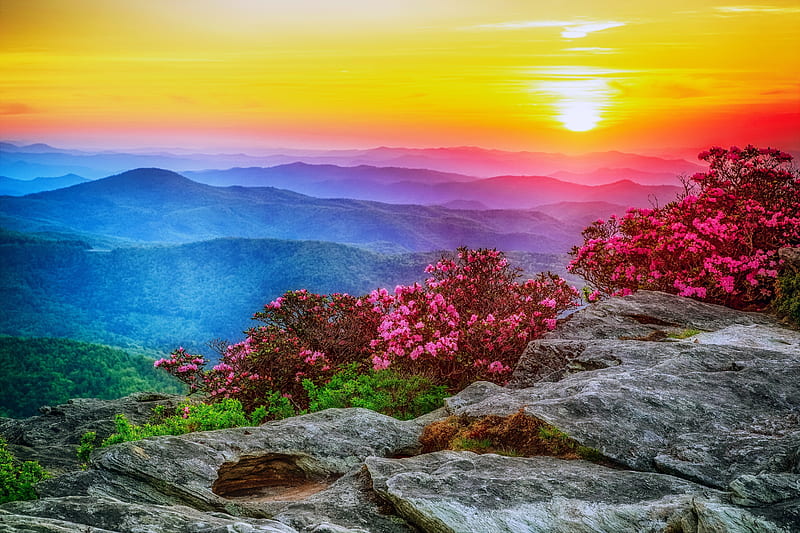 Rhododendrons at sunset, valley, rocks, colorful, view, sunset, bonito, clouds, sky, rhododendrons, flowers, sunrise, scenery, mountan, HD wallpaper