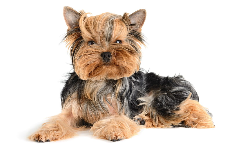 Yorkshire Terrier, close-up, cute dog, Yorkie, fluffy dog, dogs, cute animals, pets, Yorkshire Terrier Dog, HD wallpaper