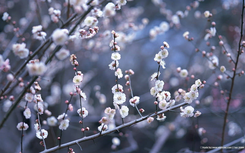 White cherry blossom, blossom, white, yay, cherry, HD wallpaper