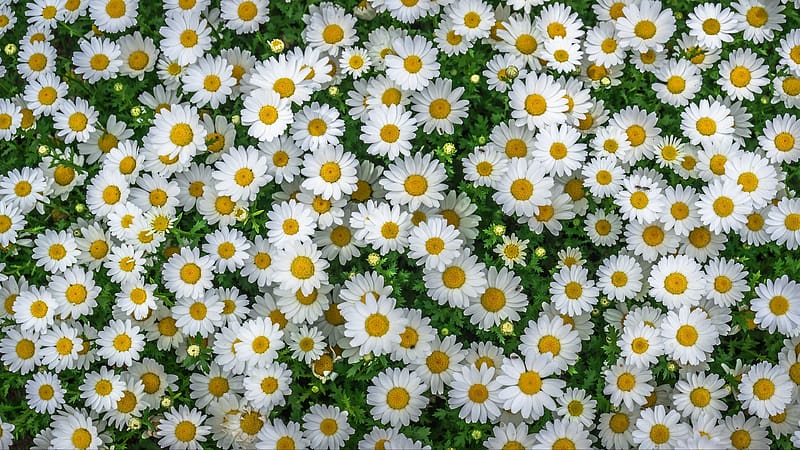 Flowers, Camomile, Flower, , White Flower, HD wallpaper