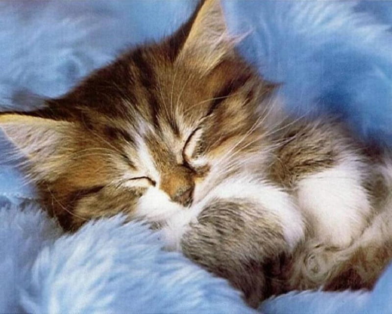 Soft and Cuddly Sleepy Time, fuzzy, tiger and white, kitten, sleeping, animals, HD wallpaper