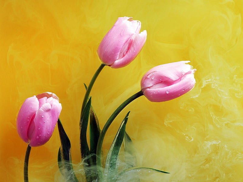 Nature's Best, background, yellow, leaves, green, flower, petals, tulips, colour, blooms, pink, tulip, stem, HD wallpaper