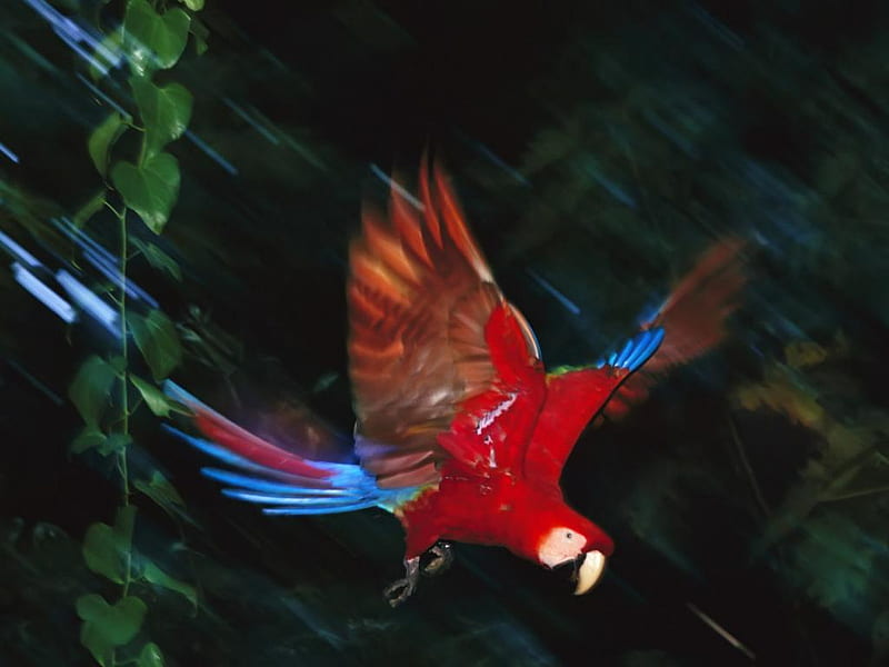 Beautiful Parrot, parrot, bird, multicolored, flying, HD wallpaper