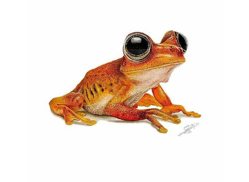 Frog, Herpetology, Orange, Amphibius, HD wallpaper