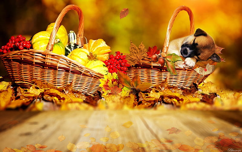 *After harvest*, fall, autumn, harvest, sleep, time, hq, cute, leaves, dogie, basket, season, dogs, puppy, HD wallpaper