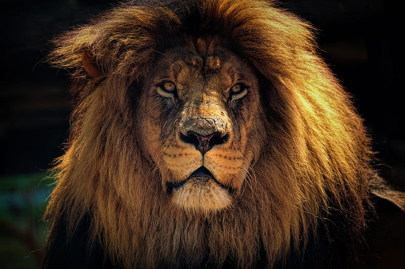 Lion, horoscope, king, lions, love, predator, snout, HD wallpaper