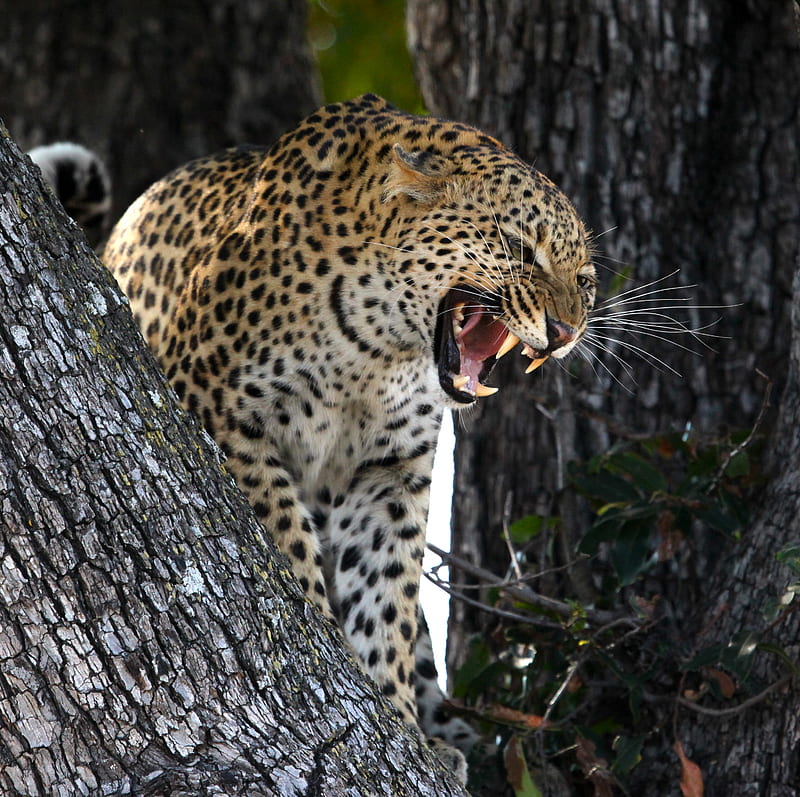 leopard, predator, big cat, grin, wildlife, HD wallpaper