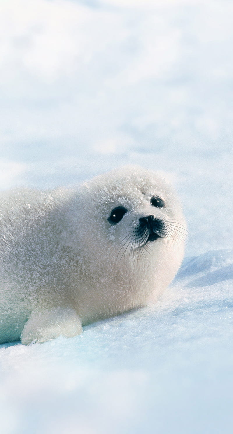 White Seal, animal, HD phone wallpaper