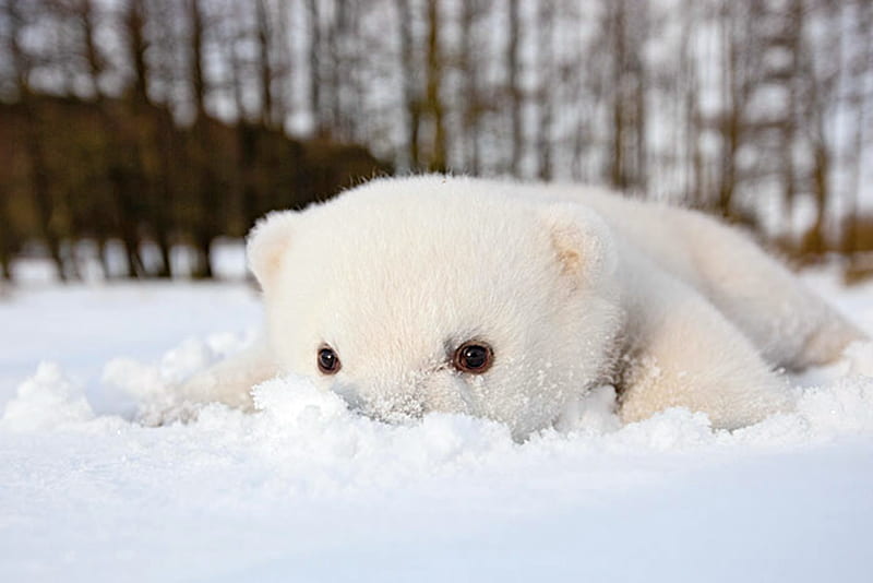 Baby Polar Bear First Snow, Snow, Bear, Polar, First, Cute, HD wallpaper |  Peakpx