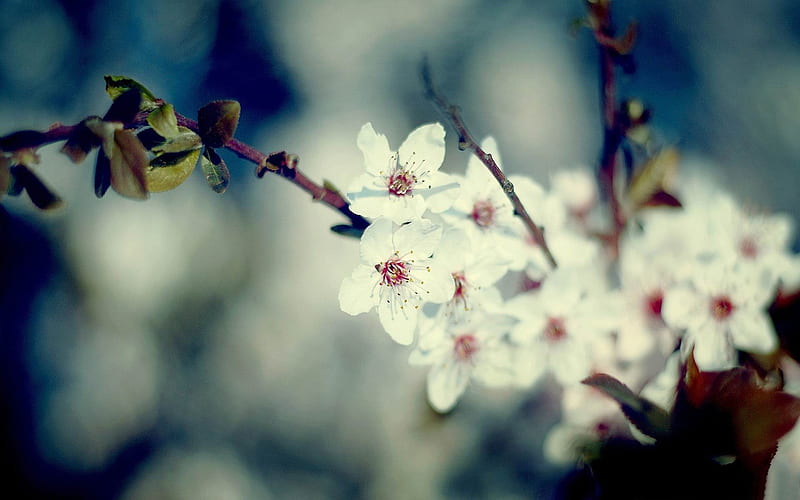 signs of spring-spring theme, HD wallpaper
