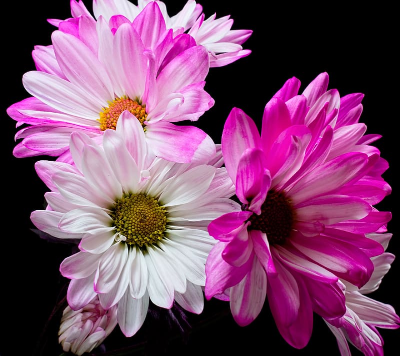Flowers, Flower, , White Flower, Pink Flower, HD wallpaper | Peakpx