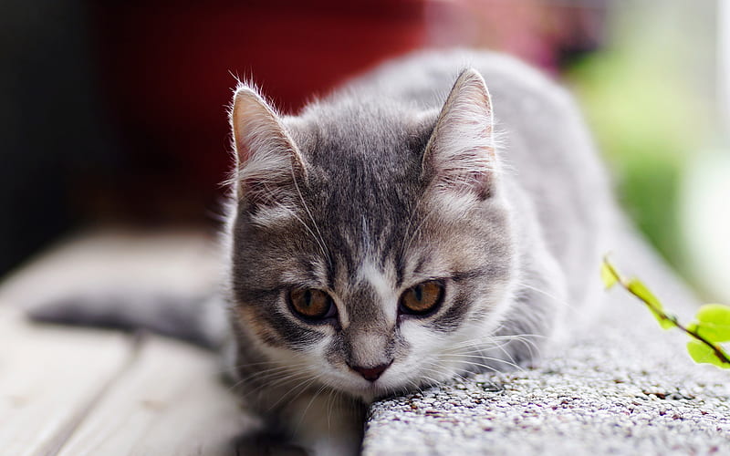 small gray kitten, cute animals, gray furry little cat, pets, HD wallpaper