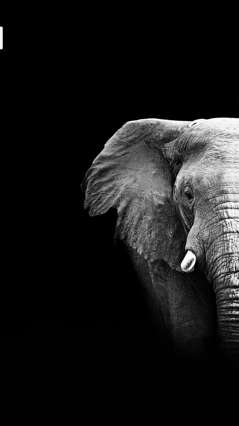Wild elephant, animal, large, HD phone wallpaper
