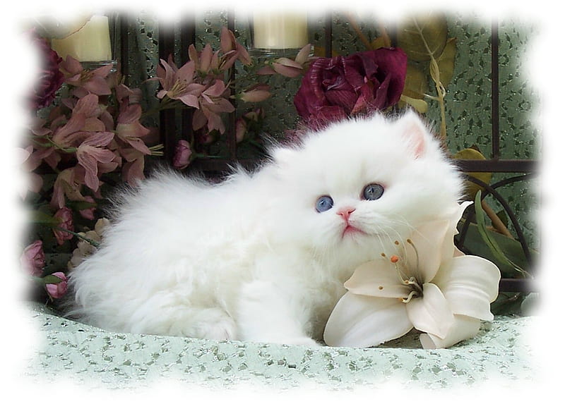 Portrait, persian, pet, white, kitten, HD wallpaper | Peakpx