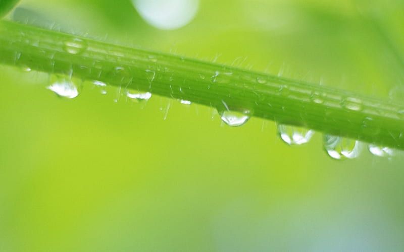 26 close-up of Water droplets on leaf, HD wallpaper