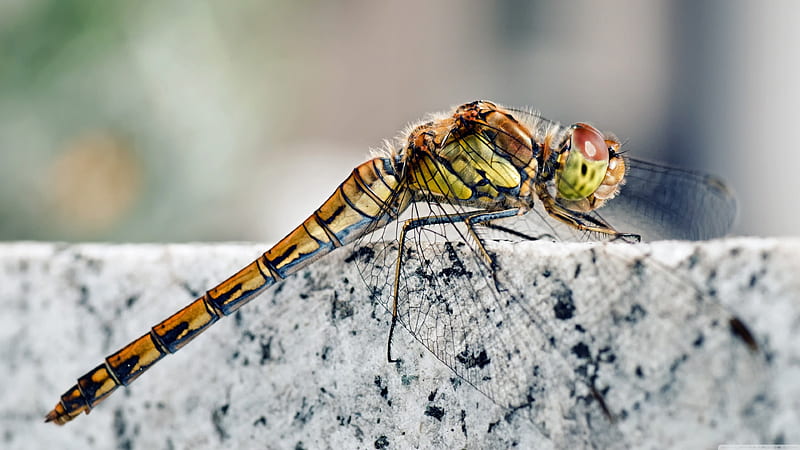 dragonfly, insect, concrete, block, HD wallpaper