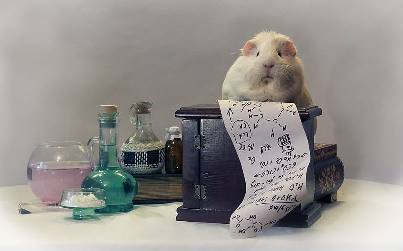 guinea pig, cute funny animals, education concepts, chemistry, pets, scientist, HD wallpaper