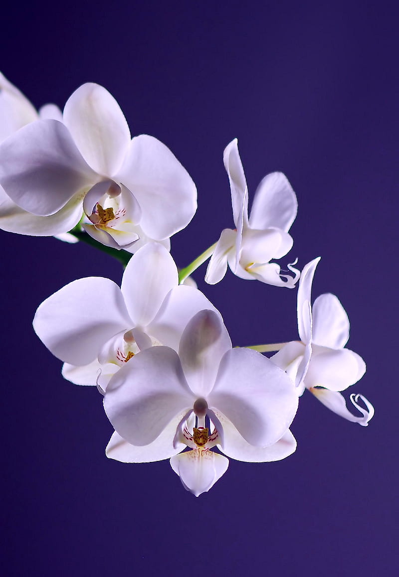 White Moth Orchid in Close Up graphy during Daytime, HD phone wallpaper