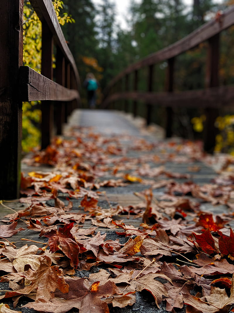 dried leaves on wooden bridge, HD phone wallpaper