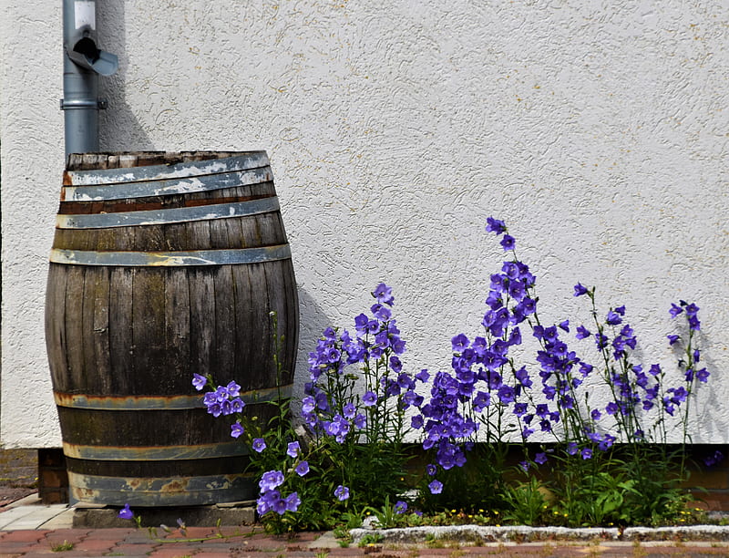 purple flowers on brown wooden barrel, HD wallpaper