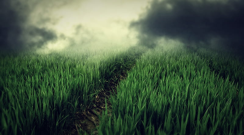 Green Field, Dark Fog Ultra, Aero, Creative, Spring, Green, Field, Foggy, Path, HD wallpaper