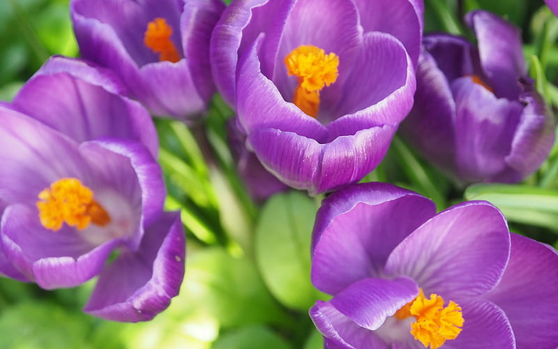 crocuses, purple spring flowers, background with crocuses, crocus buds, beautiful flowers, HD wallpaper