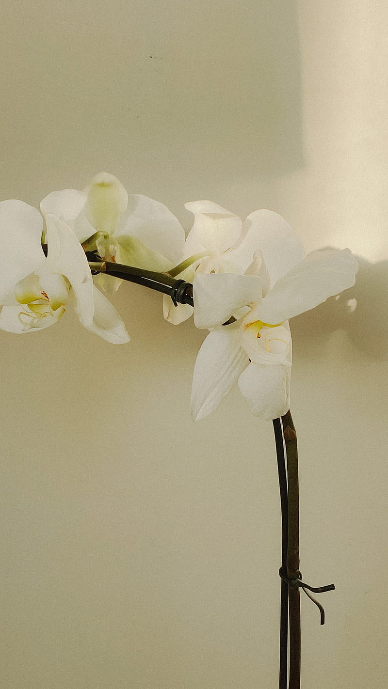 orchid, flowers, white, plant, bloom, HD phone wallpaper