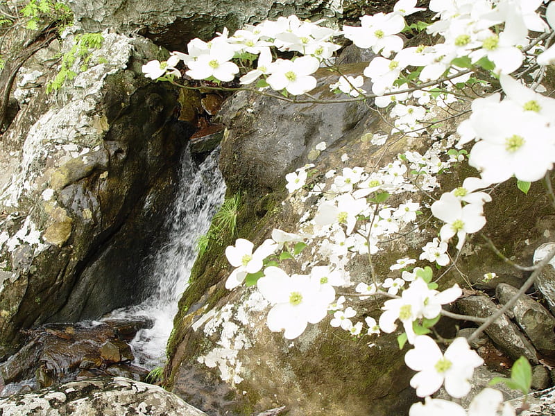 Waterfall with dogwood flowers, Arkansas, Waterfall, Petit Jean State Park, Dogwoods, HD wallpaper