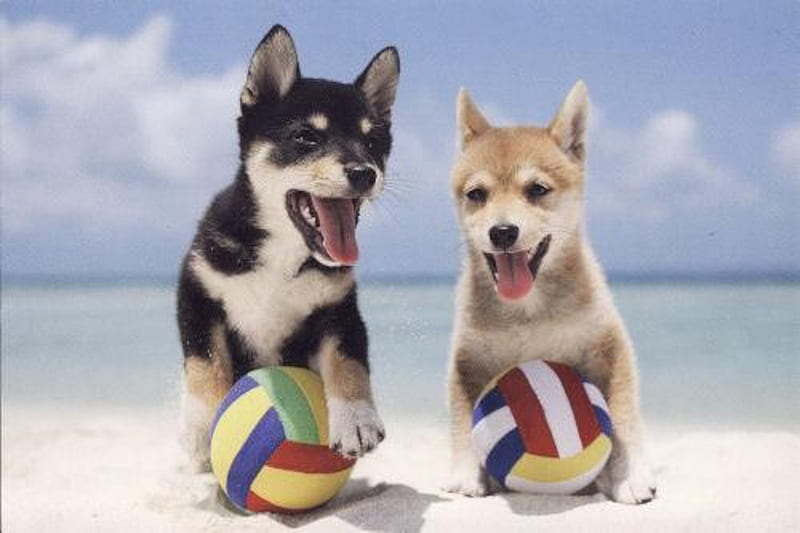 Two Puppies, beach, ball, puppies, dog, animal, HD wallpaper