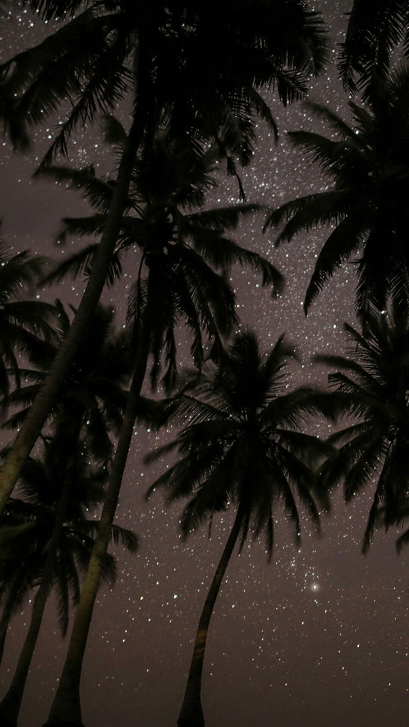 Night, palm, trees, stars, HD phone wallpaper | Peakpx