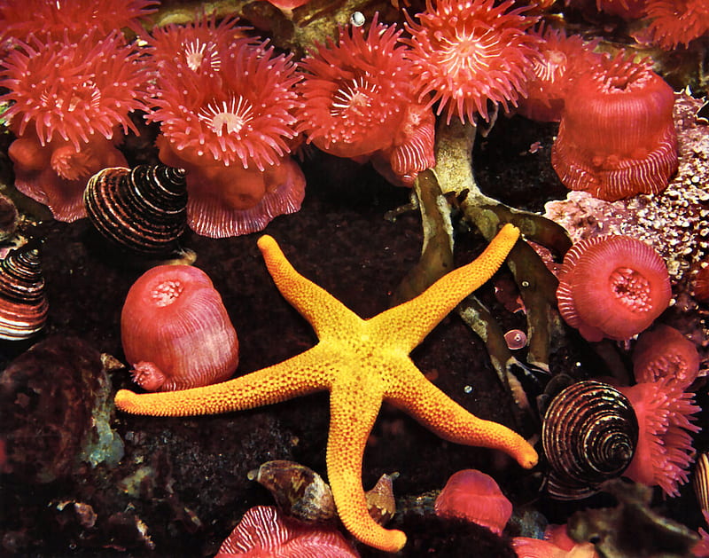 Blood Sea Star, graphy, cole, brandon cole, sea star, starfish, anemone, HD wallpaper
