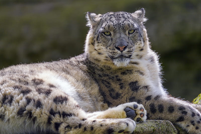 Snow Leopard Irbis Glance Animal Predator Hd Wallpaper Peakpx