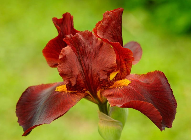 BROWN IRIS, bearded iris, flowers, gardens, irises, blooms, HD wallpaper