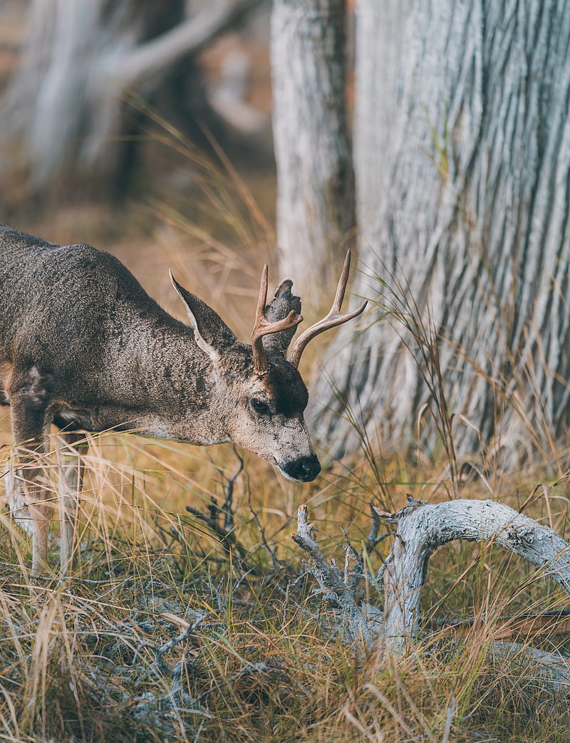 deer, animal, brown, branch, grass, HD phone wallpaper